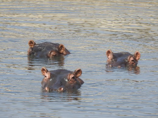Hippo
