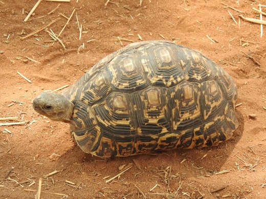 Tortoise