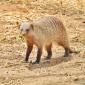 Banded Mongoose