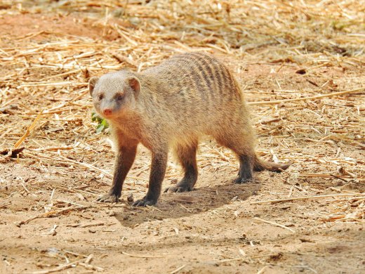 Banded Mongoose