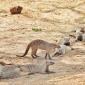Banded Mongoose