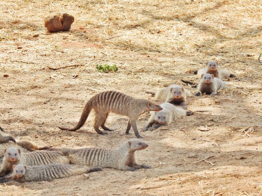 Banded Mongoose