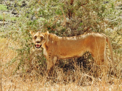 Female Lions with Wildebeest Kill