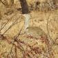Kori Bustard