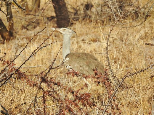 Kori Bustard