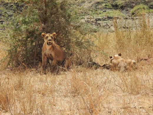 Female Lions with Wildebeest Kill