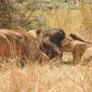 Female Lions with Wildebeest Kill