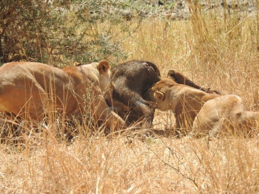 Female Lions with Wildebeest Kill