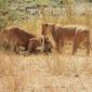 Female Lions with Wildebeest Kill