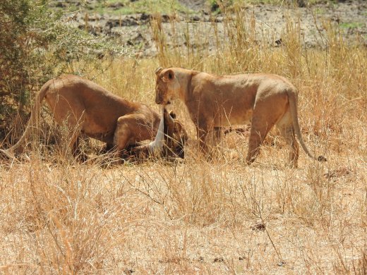 Female Lions with Wildebeest Kill
