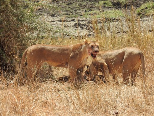 Female Lions with Wildebeest Kill
