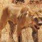 Female Lions with Wildebeest Kill