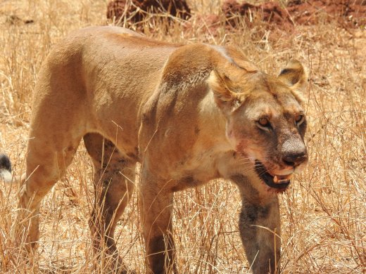 Female Lions with Wildebeest Kill