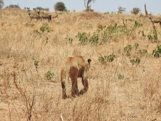 Female Lions with Wildebeest Kill