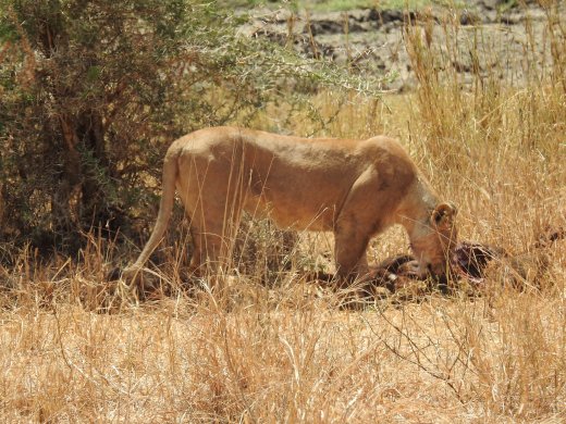 Female Lions with Wildebeest Kill
