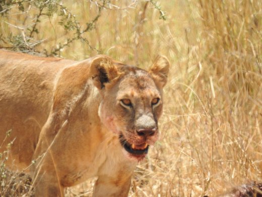 Female Lions with Wildebeest Kill