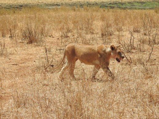 Female Lions with Wildebeest Kill