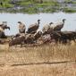 Vultures at Kill