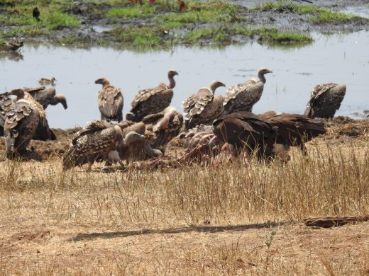 Vultures at Kill