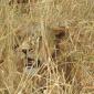 Hidden Lioness with Cub