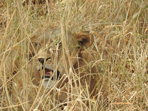 Hidden Lioness with Cub