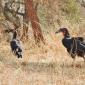Ground Southern Hornbill