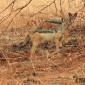 Black-backed Jackal on way to Kuro Airstrip