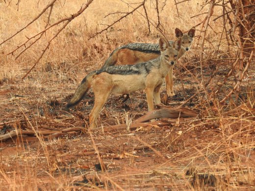 Black-backed Jackal on way to Kuro Airstrip