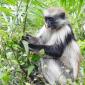 Red Colobus Monkey