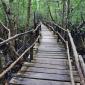 Mangrove Boardwalk
