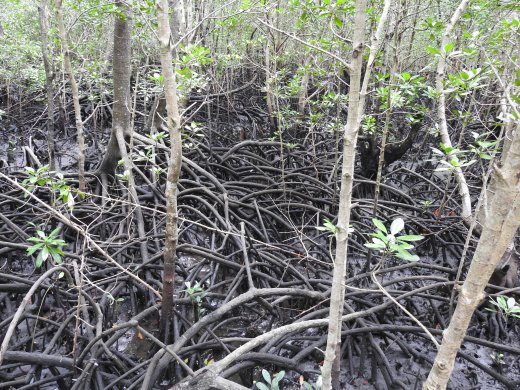 Mangrove Boardwalk