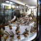 Waterfowl Display