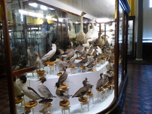 Waterfowl Display