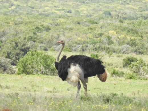 Ostrich