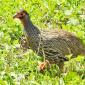 Swainson's Spurfowl