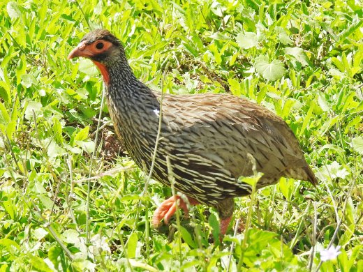 Swainson's Spurfowl