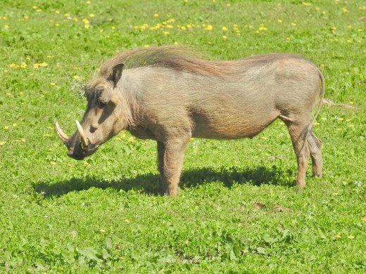 Warthog