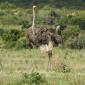 Ostrich