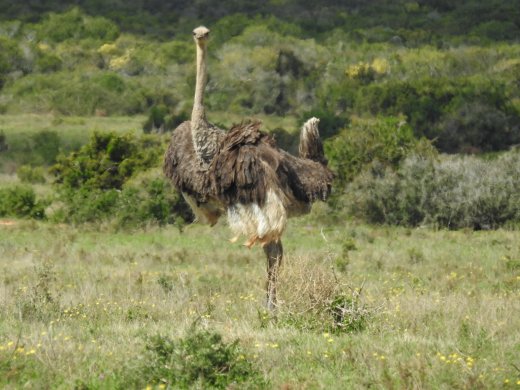 Ostrich