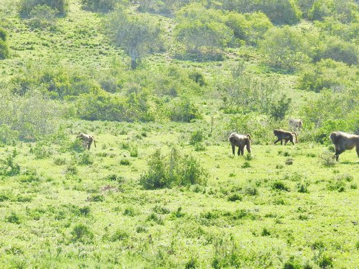 Baboons