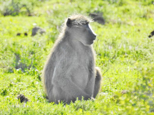 Baboons