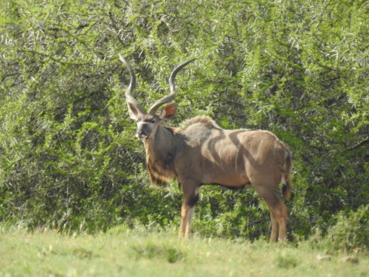 Kudu