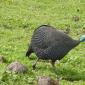 Guineafowl