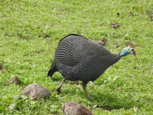 Guineafowl