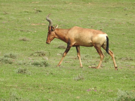 Red Hartebeest