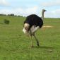 Ostrich