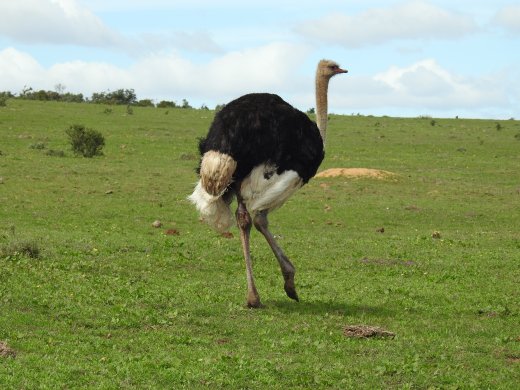 Ostrich
