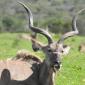Kudu