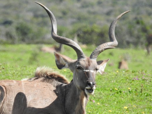 Kudu