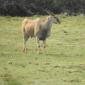Eland